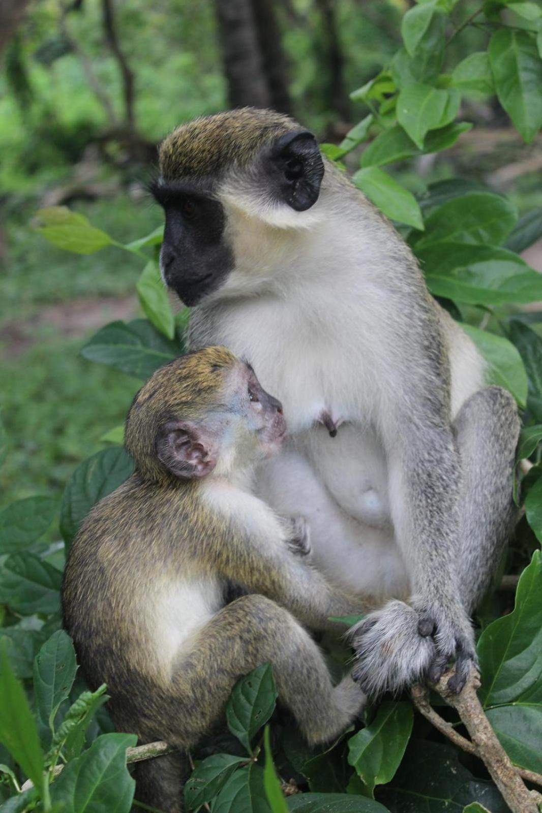 Pombo Kunda Villa Sanyang ภายนอก รูปภาพ
